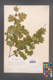 Crataegus rhipidophylla [KOR 3854a]