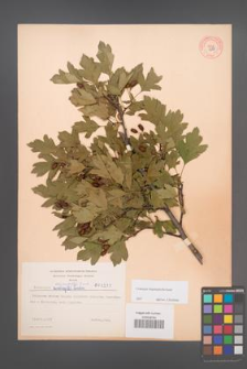 Crataegus rhipidophylla [KOR 3277]