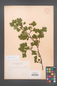 Crataegus rhipidophylla [KOR 3236]