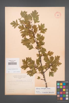 Crataegus rhipidophylla [KOR 3278]
