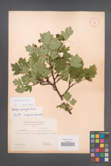 Crataegus rhipidophylla [KOR 3271]