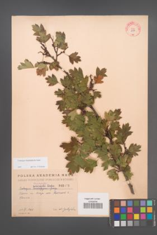 Crataegus rhipidophylla [KOR 2495]