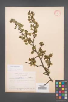 Crataegus rhipidophylla [KOR 4029]