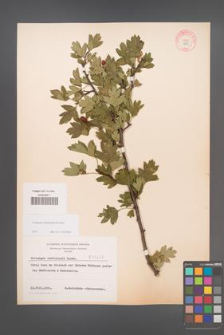 Crataegus rhipidophylla [KOR 3858]