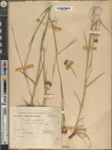 Dianthus capitatus DC. subsp. Andrzejowskianus Zapał.