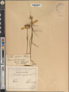 Dianthus capitatus DC. subsp. Andrzejowskianus Zapał. fo. brevisquamis Zapał.