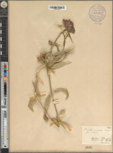 Dianthus compactus Kitaibel fo. virescens Zapał.
