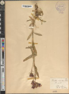 Dianthus compactus Kitaibel fo. cymifer Zapał.