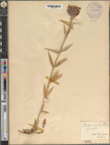 Dianthus compactus Kitaibel fo. cymifer Zapał.