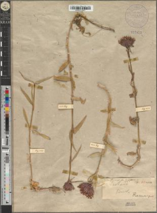 Dianthus compactus Kitaibel fo. longiflorus Zapał.
