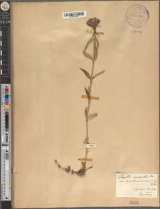 Dianthus compactus Kitaibel var. pocutomarmarosiensis Zapał.