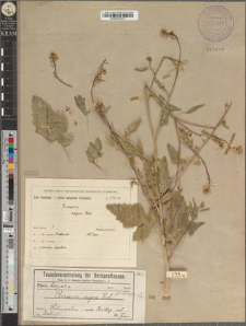 Brassica nigra (L.) Koch. fo. dentifera Zapał.