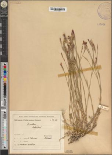 Dianthus deltoides L. fo. multiceps Zapał.