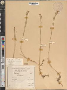 Dianthus deltoides L. fo. subtectus Zapał.