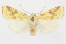 Xanthia inceritia