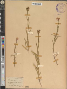 Dianthus glabriusculus (Kitaib.) Borb. fo. simplex Zapał.