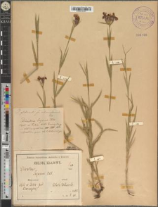 Dianthus glabriusculus (Kitaib.) Borb. fo. subczarnohorensis Zapał.