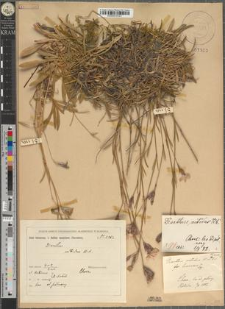 Dianthus nitidus Waldst. et Kitaib. fo. luxurians Zapał.