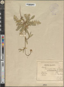 Capsella bursa pastoris (L.) Moench. var. oligotricha Zapał. fo. sublyrata Zapał.