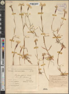 Dianthus praecox Kitaib. fo. sublatifolius Zapał.