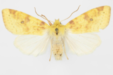 Xanthia inceritia