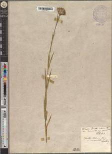 Dianthus Rehmani Błocki var. mucronulatus Zapał.