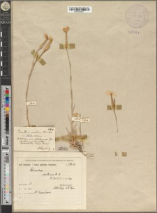 Dianthus serotinus Waldst. et Kitaib. var. Kitaibelianus Zapał.