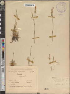Dianthus serotinus Waldst. et Kitaib. var. pseudoserotinus Błocki pro sp. fo. simplicior Zapał.