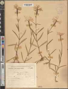 Dianthus speciosus Reichenb. fo. humilior Zapał.