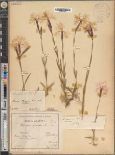 Dianthus speciosus Reichenb. fo. humilior Zapał.