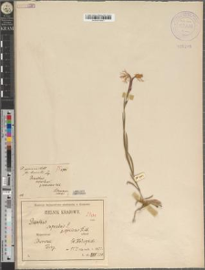 Dianthus speciosus Reichenb. fo. diminutus Zapał.