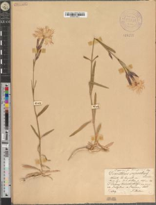 Dianthus speciosus Reichenb. fo. babiogorensis Zapał.