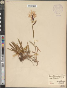 Dianthus speciosus Reichenb. fo. babiogorensis Zapał.