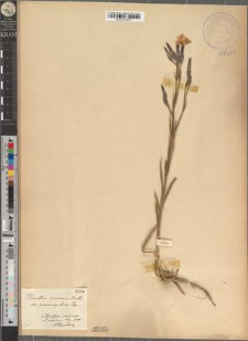 Dianthus speciosus Reichenb. var. proseocarpaticus Zapał.