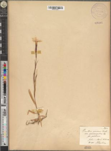 Dianthus speciosus Reichenb. var. proseocarpaticus Zapał. fo. galatiensis Zapał.