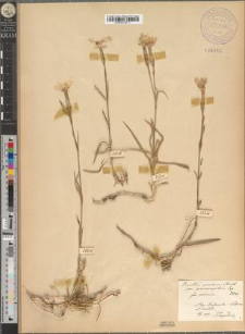 Dianthus speciosus Reichenb. var. proseocarpaticus Zapał. fo. reiensis Zapał.
