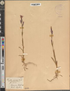 Dianthus speciosus Reichenb. var. proseocarpaticus Zapał. fo. reiensis Zapał.