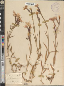 Dianthus speciosus Reichenb. var. proseocarpaticus Zapał. fo. rebropietrosuanus Zapał.