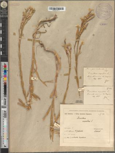 Dianthus superbus L. fo. contractus Zapał.