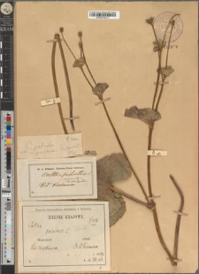 Caltha palustris L. var. subcornuta Zapał.