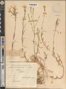 Dianthus superbus L. fo. ellipticus Zapał.