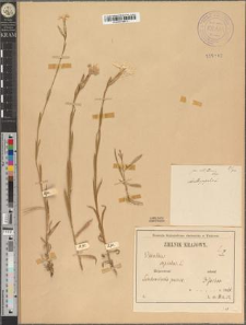 Dianthus superbus L. fo. ellipticus Zapał.