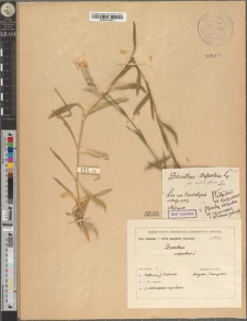 Dianthus superbus L. fo. sublancifolius Zapał.