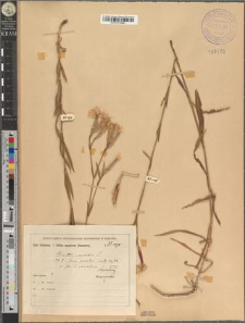 Dianthus superbus L. fo. sarmaticus Zapał.