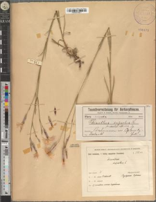 Dianthus superbus L. fo. sarmaticus Zapał. subfo. minor Zapał.