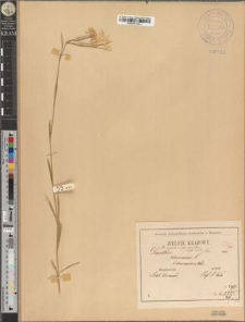 Dianthus superbus L. fo. sarmaticus Zapał. subfo. minor Zapał.