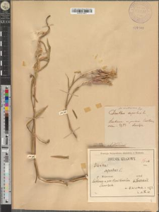 Dianthus superbus L. fo. ornatissimus Zapał.