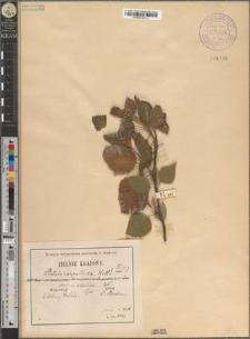 Betula carpatica Waldst. et Kit. var. intermedia Zapał.