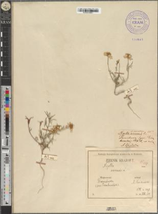 Nigella arvensis L. fo. parviflora Zapał.