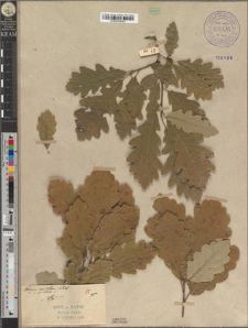Quercus sessiliflora Salisb. var. angustata Zapał.